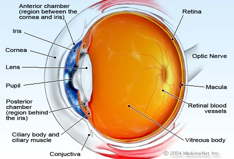 intelligent design by a creator